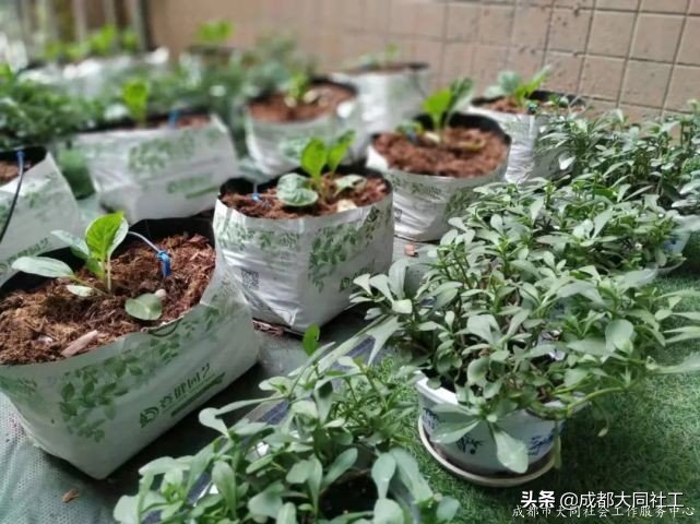 「金牛百千萬」走進九裏堤，開展“微幸福”示範院落指導工作